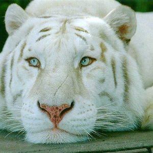 Meet your Posher, Troy